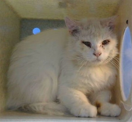 Adoptable Cat