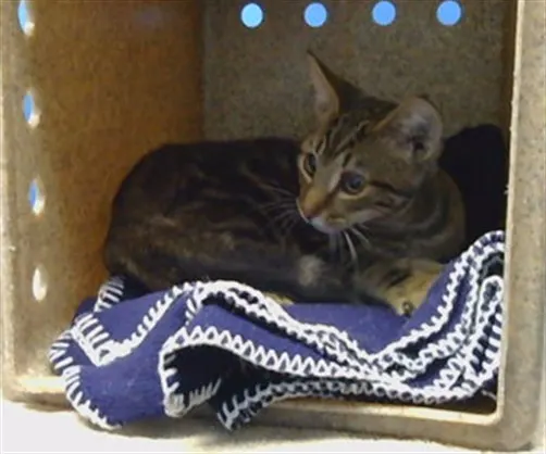Adoptable Cat