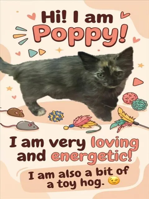 Poppy
