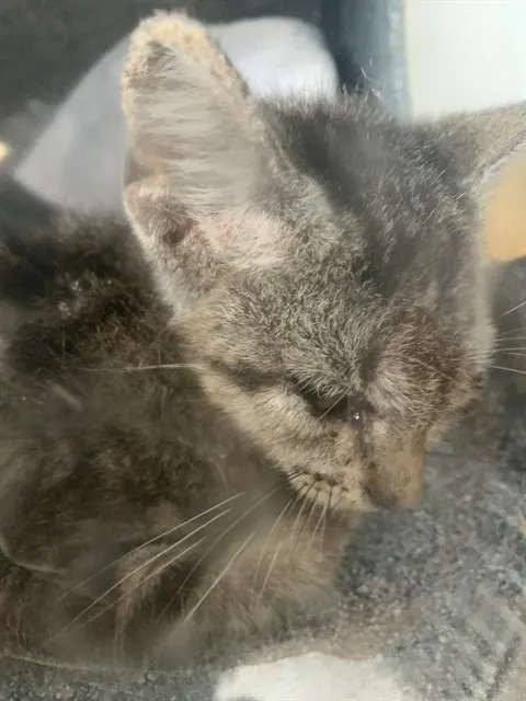 Mister Kitty