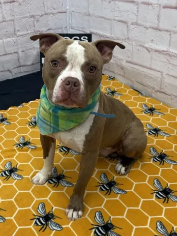 Here'S Brownie