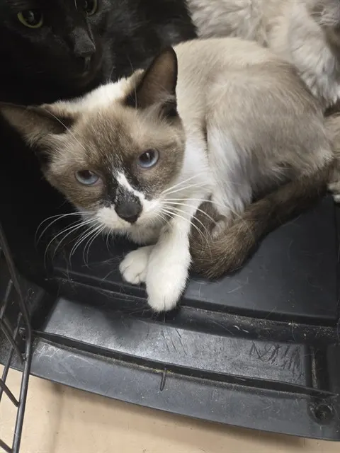 Adoptable Cat