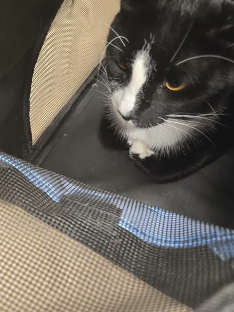 Adoptable Cat