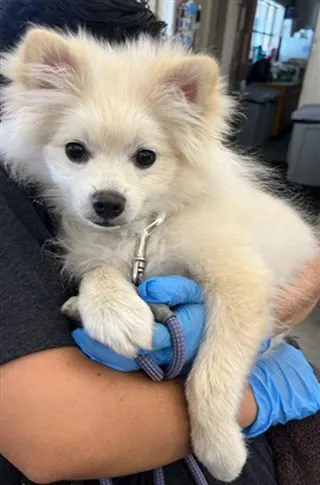 Adoptable Dog