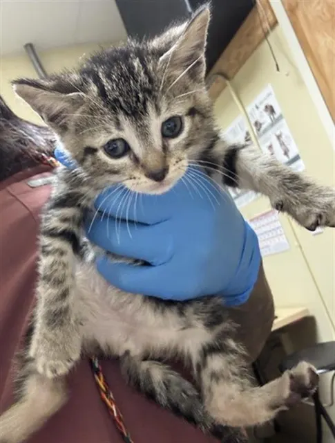 Adoptable Cat
