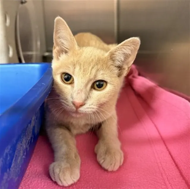 Tnr