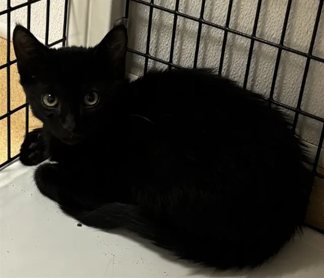 Tnr