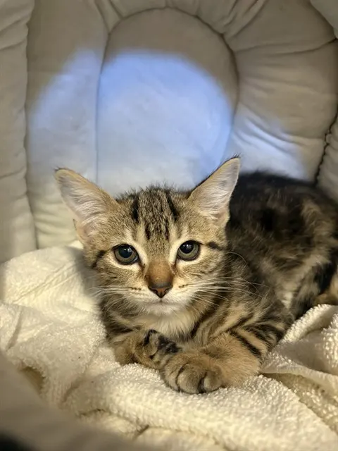 Theodore