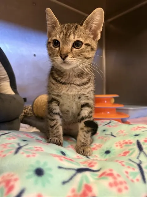 Alvin