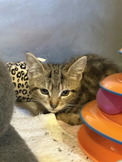 Simon
