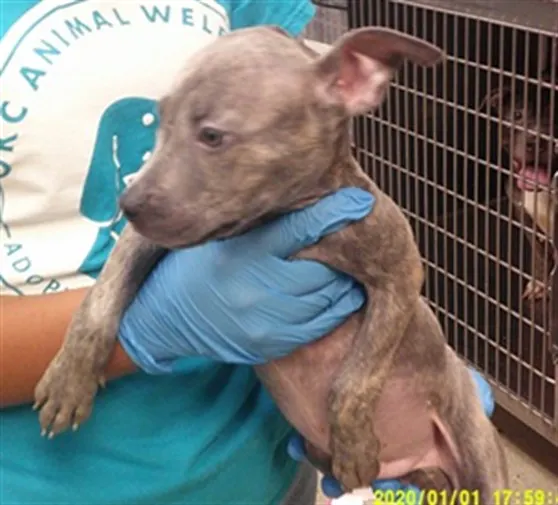 Adoptable Dog