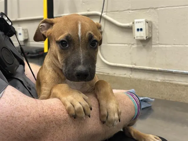 Adoptable Dog
