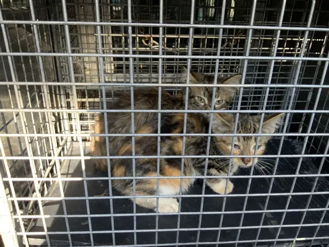 Adoptable Cat