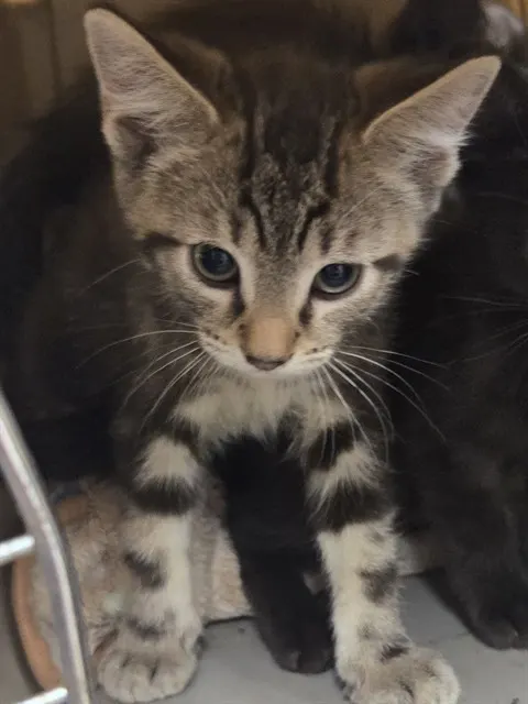 Adoptable Cat