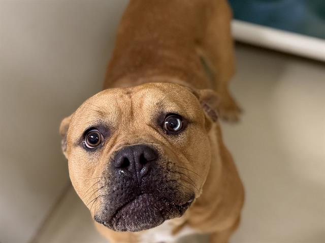 Adoptable Dog