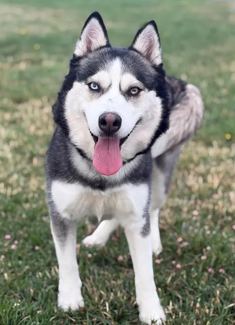 Freya