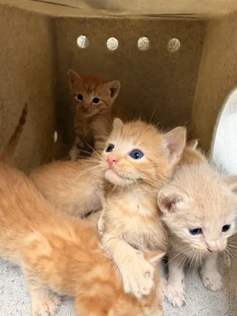 Adoptable Cat