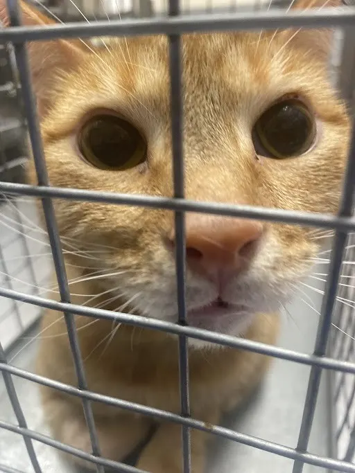 Chester