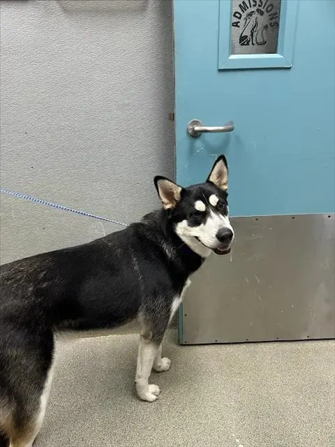 *Rocket Paws