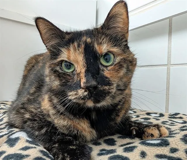 Lulu