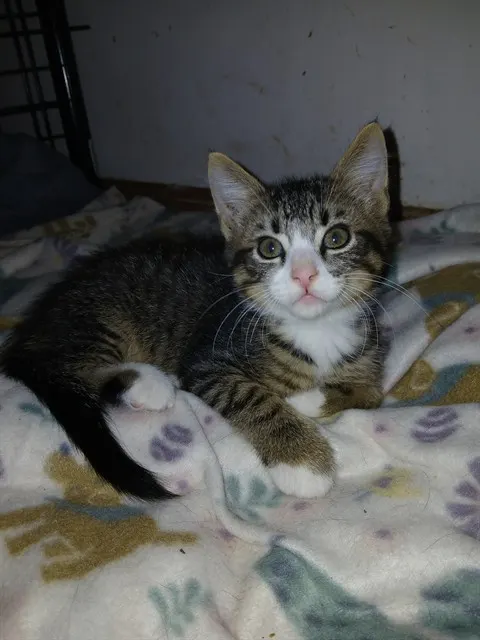 Simon
