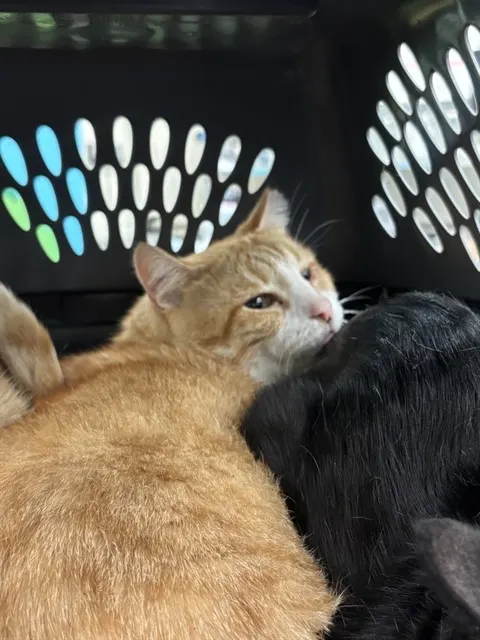 Fat Cat