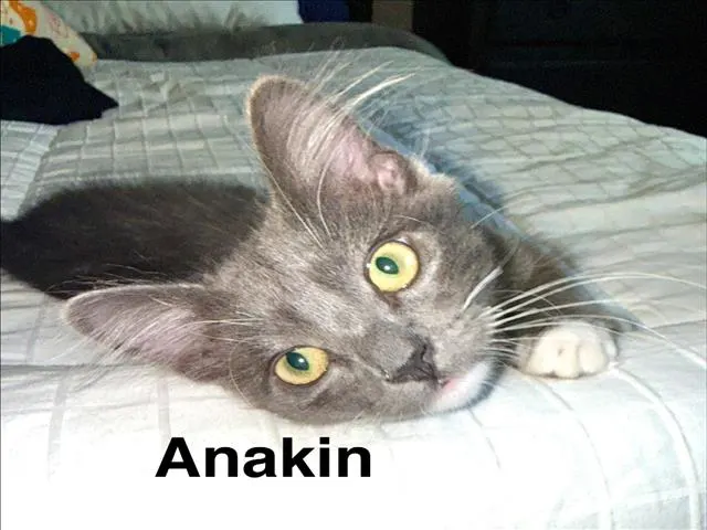 Anakin