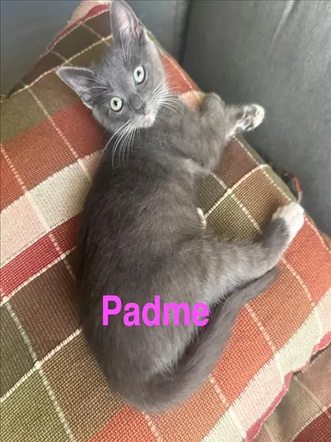 Padme
