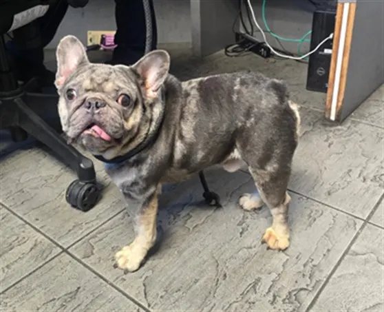 Bruno