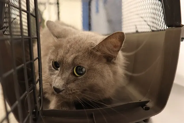 Adoptable Cat