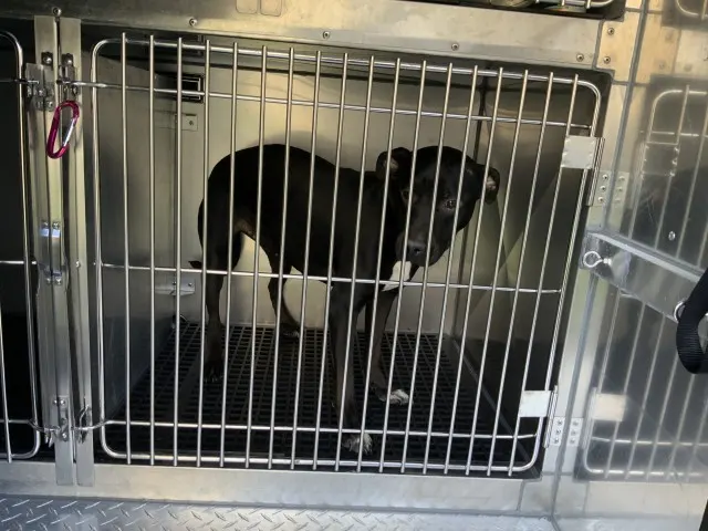 Adoptable Dog