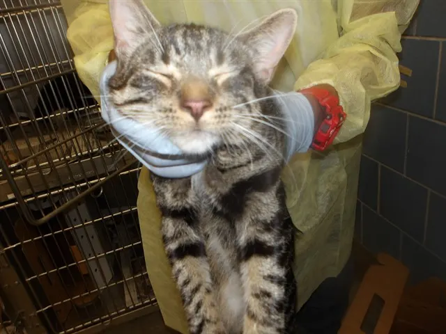 Adoptable Cat
