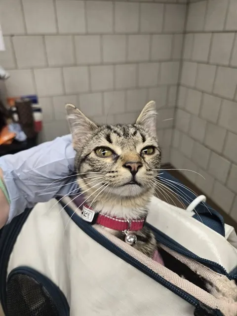 Adoptable Cat