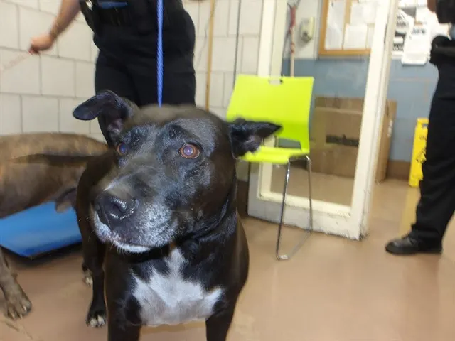 Adoptable Dog