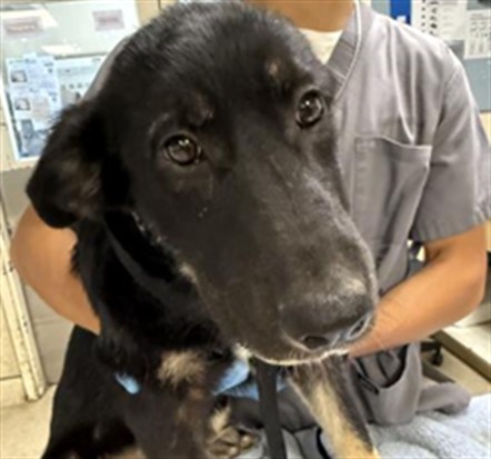 Adoptable Dog