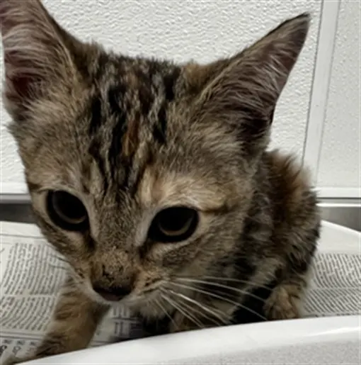 Adoptable Cat