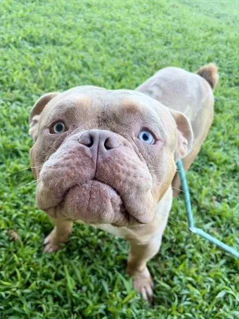 Reuben