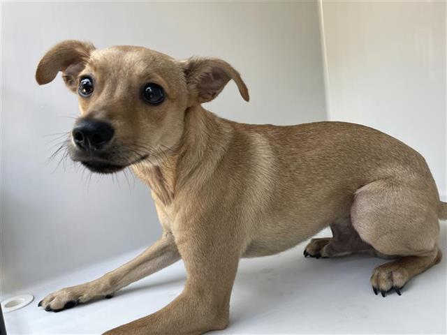 Adoptable Dog