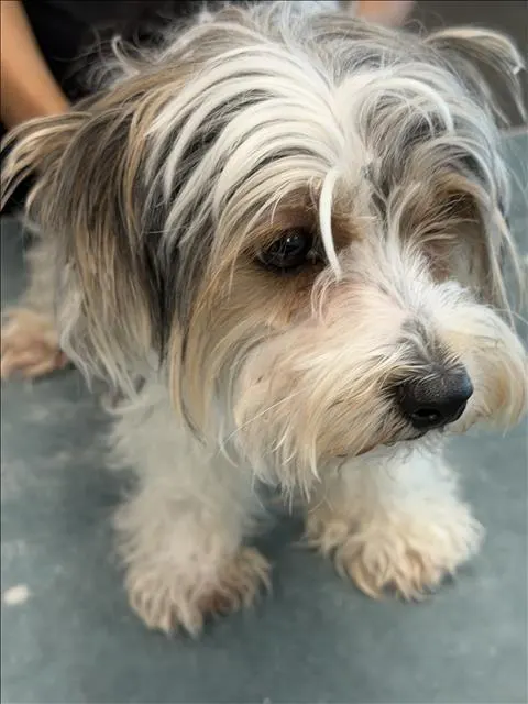 Tobi