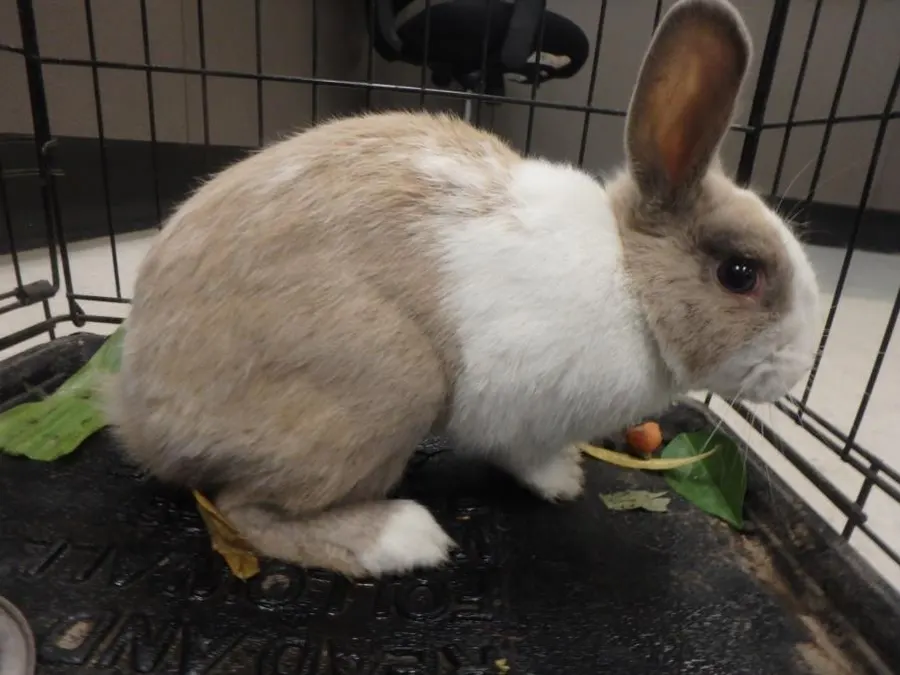 Peter Rabbit