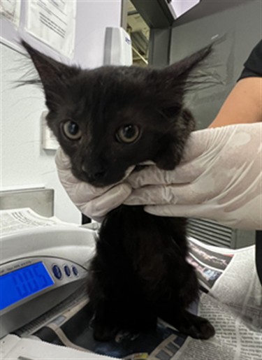 Adoptable Cat