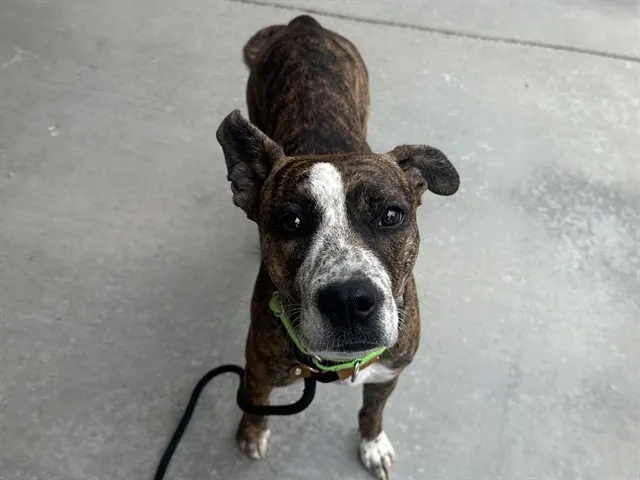 Nova