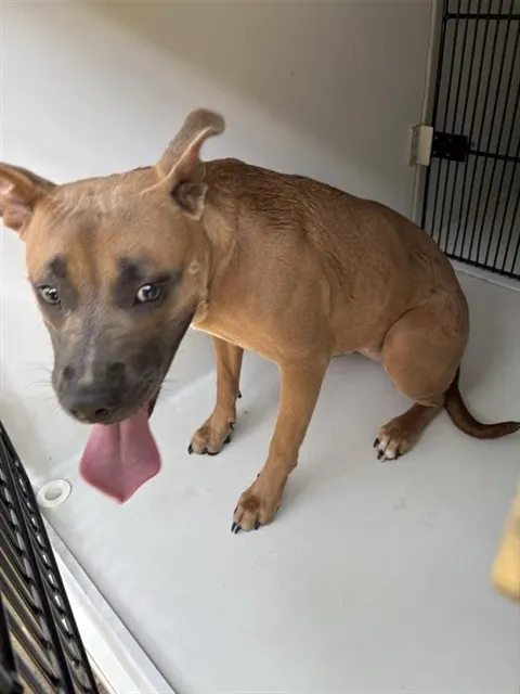 Adoptable Dog