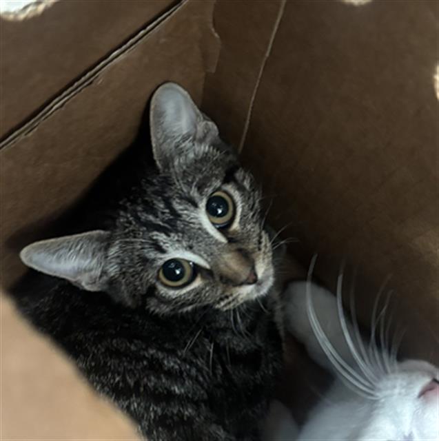 Bella