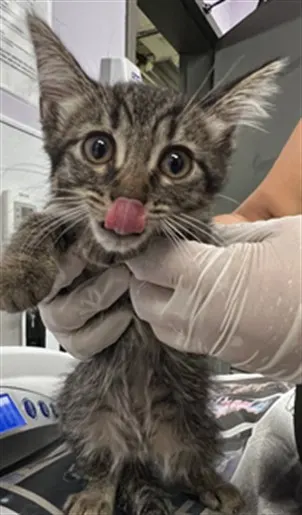 Adoptable Cat