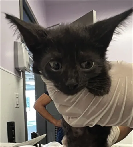 Adoptable Cat