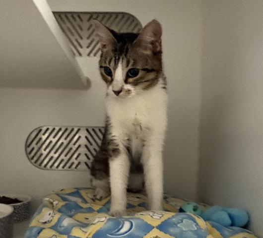 Adoptable Cat