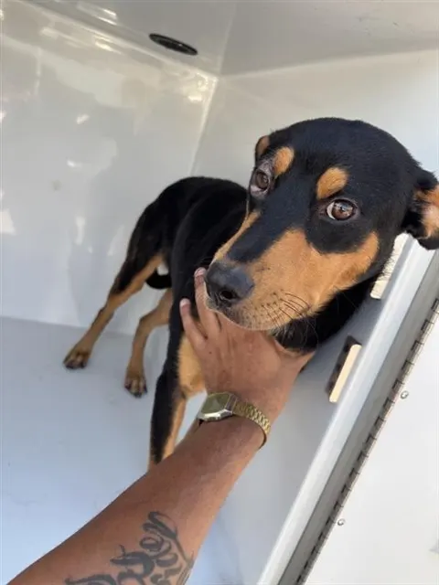 Adoptable Dog