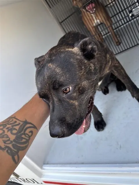 Adoptable Dog