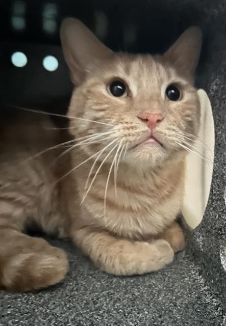 Kitty